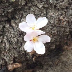 Meet your Posher, Dominique